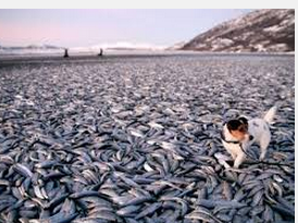 Fish death